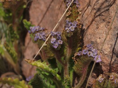 Phacelia setigera, photographed by Nicolás Lavandero