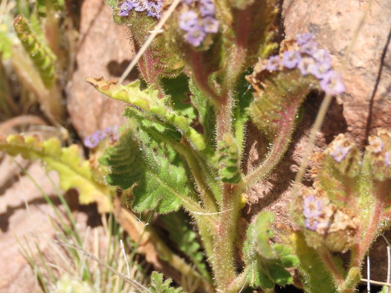 Phacelia setigera, photographed by Nicolás Lavandero