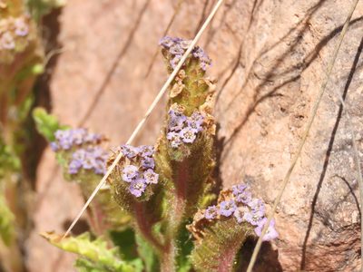 Phacelia setigera, photographed by Nicolás Lavandero