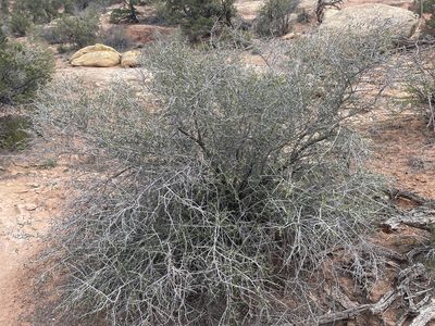 Cercocarpus ledifolius, photographed by Robbie Hannawacker