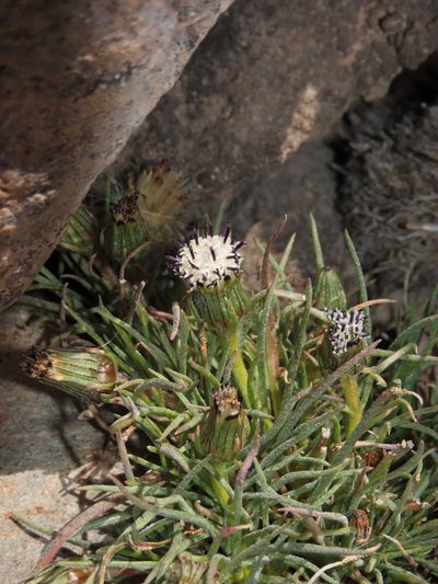 Senecio scorzonerifolius, photographed by Nicolás Lavandero