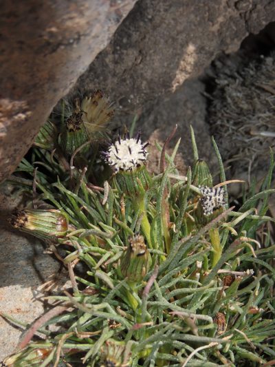 Senecio scorzonerifolius, photographed by Nicolás Lavandero