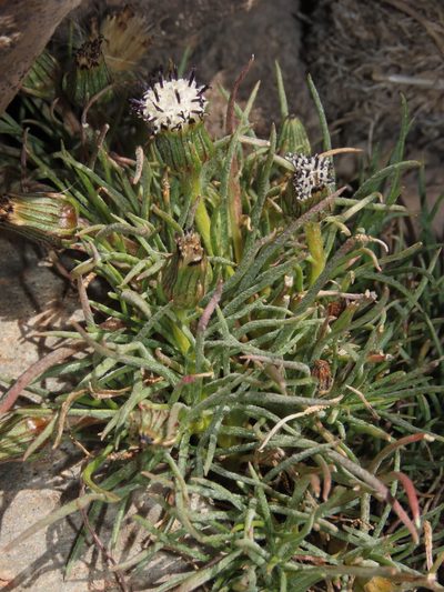 Senecio scorzonerifolius, photographed by Nicolás Lavandero