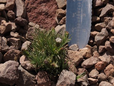 Senecio scorzonerifolius, photographed by Nicolás Lavandero