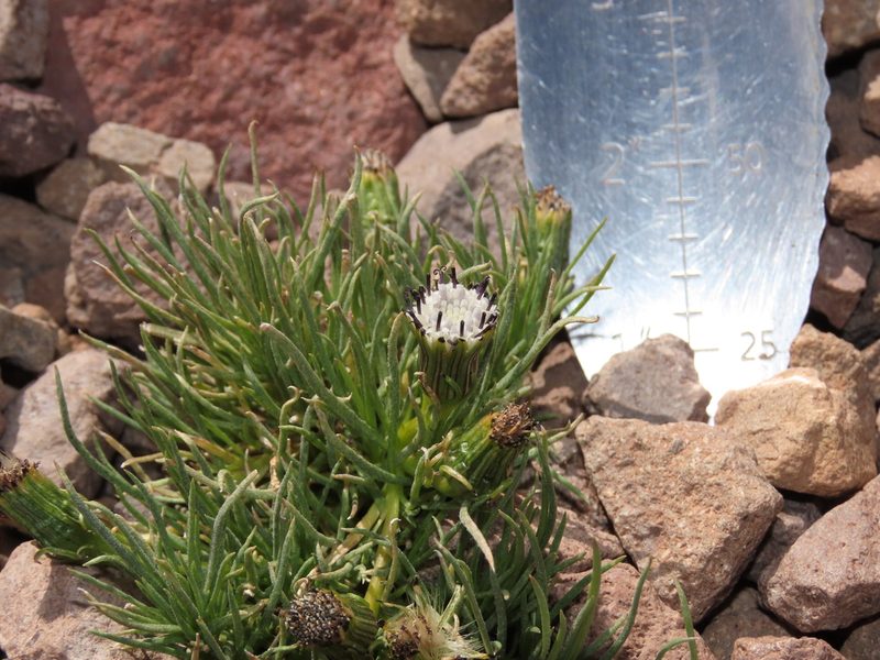 Senecio scorzonerifolius, photographed by Nicolás Lavandero