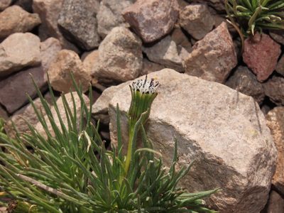 Senecio scorzonerifolius, photographed by Nicolás Lavandero