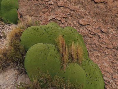 Azorella compacta, photographed by Nicolás Lavandero