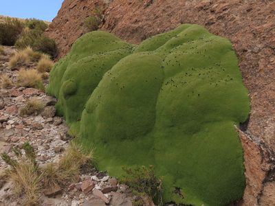 Azorella compacta, photographed by Nicolás Lavandero