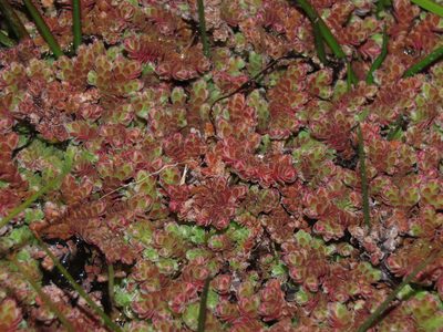 Azolla filiculoides, photographed by Nicolás Lavandero