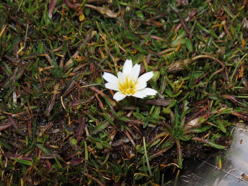 Hypochaeris taraxacoides, photographed by Nicolás Lavandero