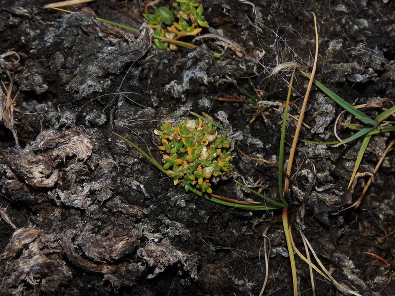 Arenaria rivularis, photographed by Nicolás Lavandero