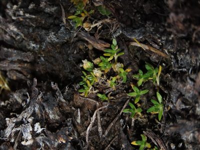 Arenaria rivularis, photographed by Nicolás Lavandero