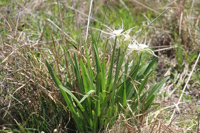 Hymenocallis liriosme, photographed by Mimi Posey