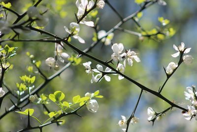 Citrus trifoliata, photographed by Mimi Posey