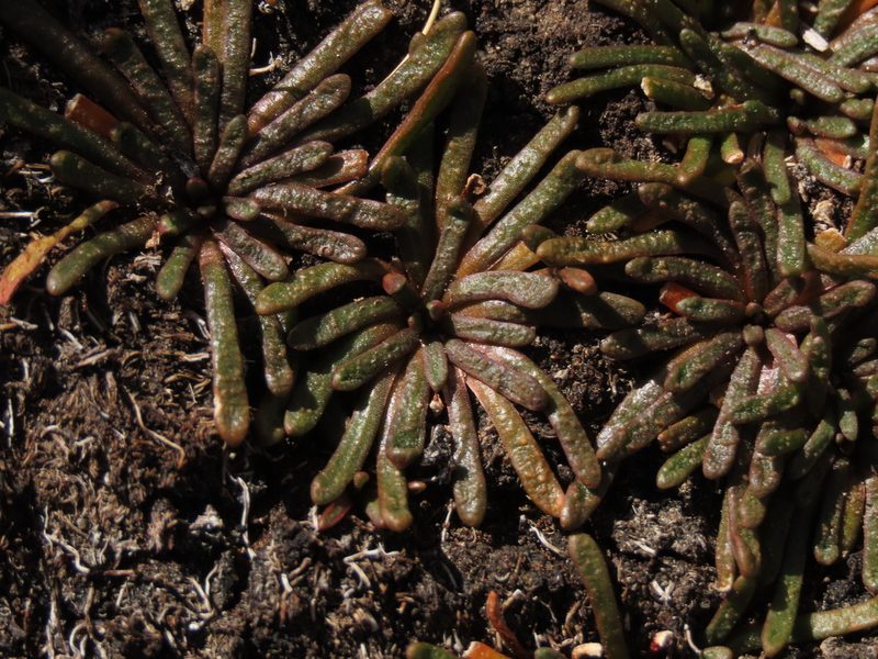 Calandrinia compacta, photographed by Nicolás Lavandero