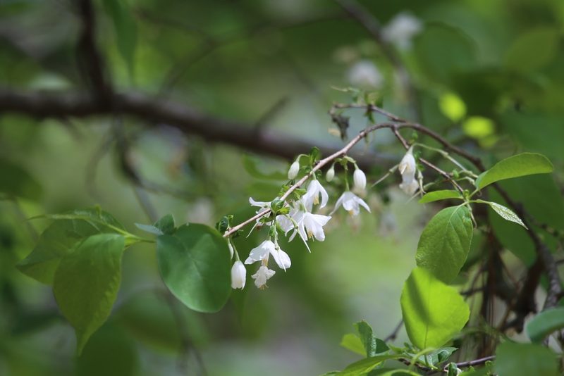 Halesia diptera, photographed by Andy Jordan