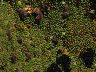 Azorella compacta