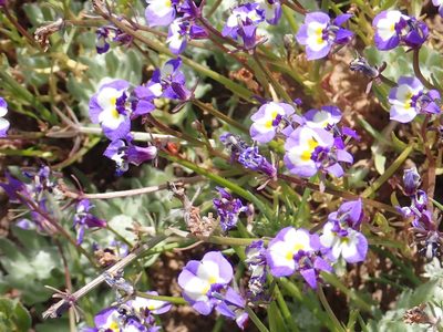 Downingia bicornuta, photographed by Steve Woodward