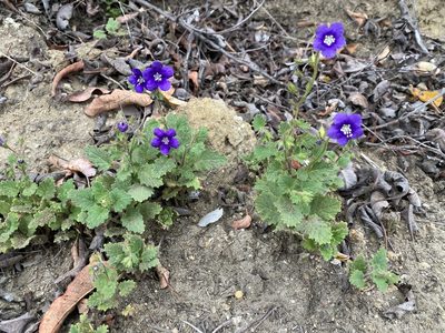 Phacelia parryi, photographed by etw