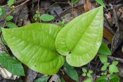 Smilax pumila, photographed by Jay Pruett