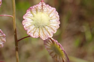 Thysanocarpus radians, photographed by Steve Woodward