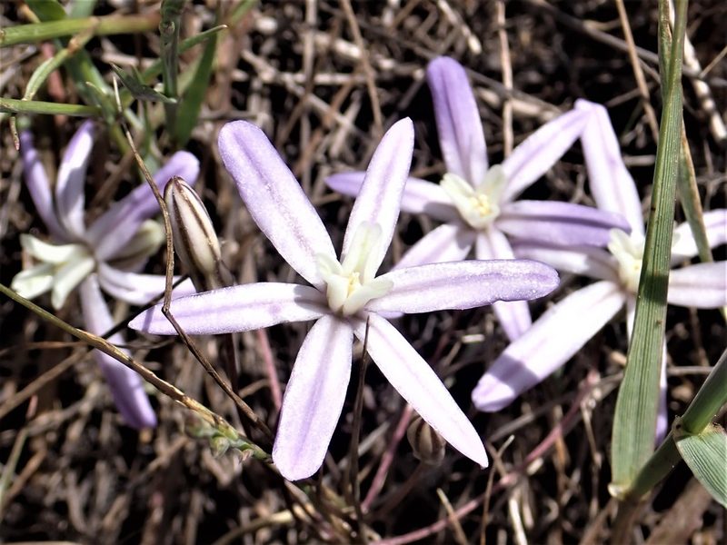 Brodiaea nana, photographed by Steve Woodward