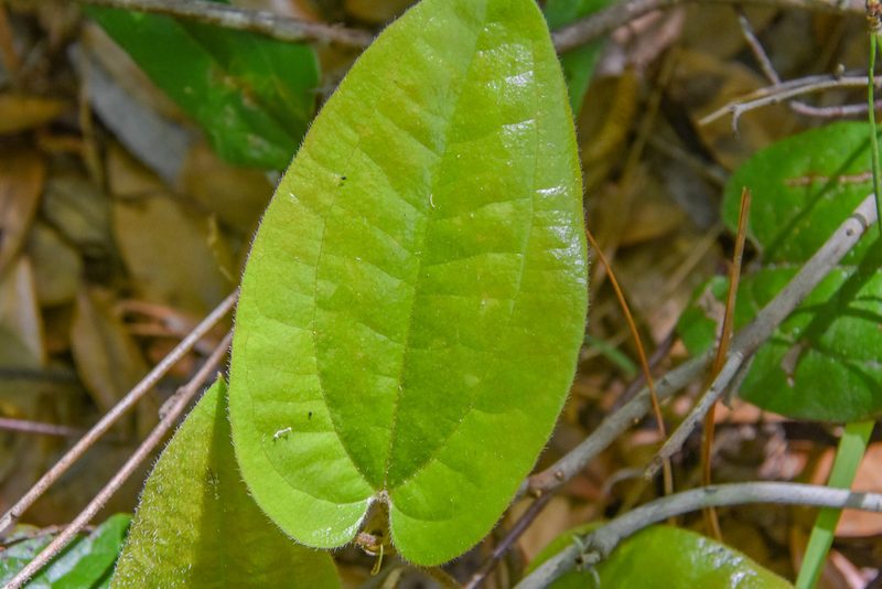 Smilax pumila, photographed by Jay Pruett