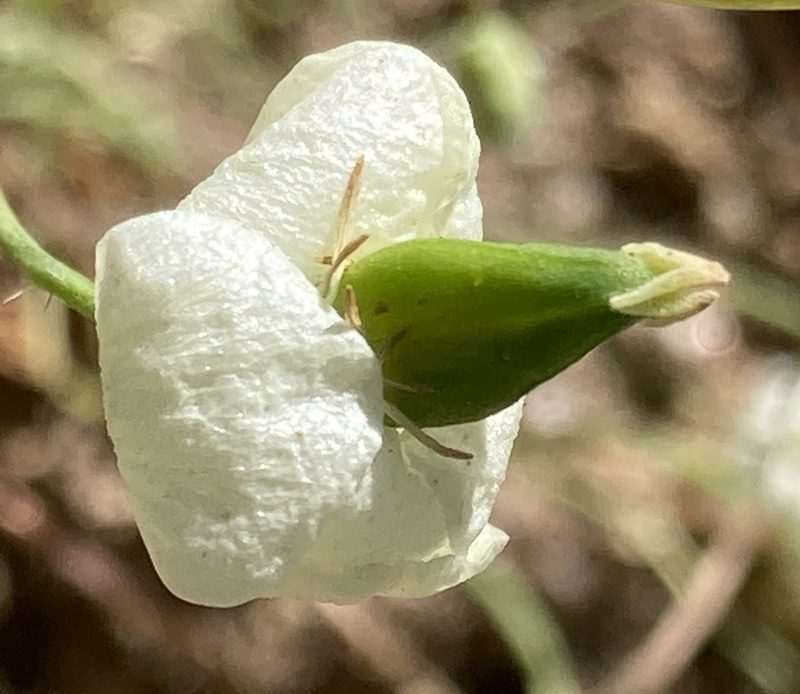 Platystigma lineare, photographed by Adam J. Searcy