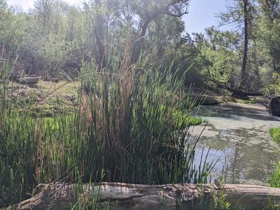 Typha domingensis, photographed by Rachel Stringham