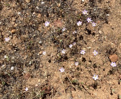 Leptosiphon liniflorus, photographed by Adam J. Searcy