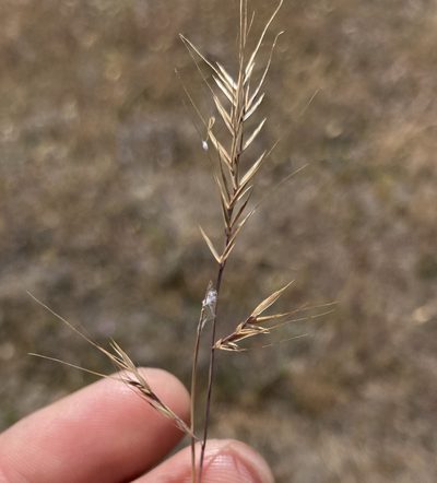 Festuca microstachys, photographed by Adam J. Searcy