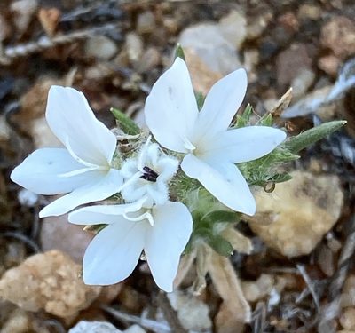 Calycadenia villosa, photographed by Adam J. Searcy