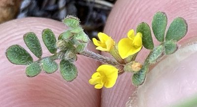 Acmispon micranthus, photographed by Adam J. Searcy