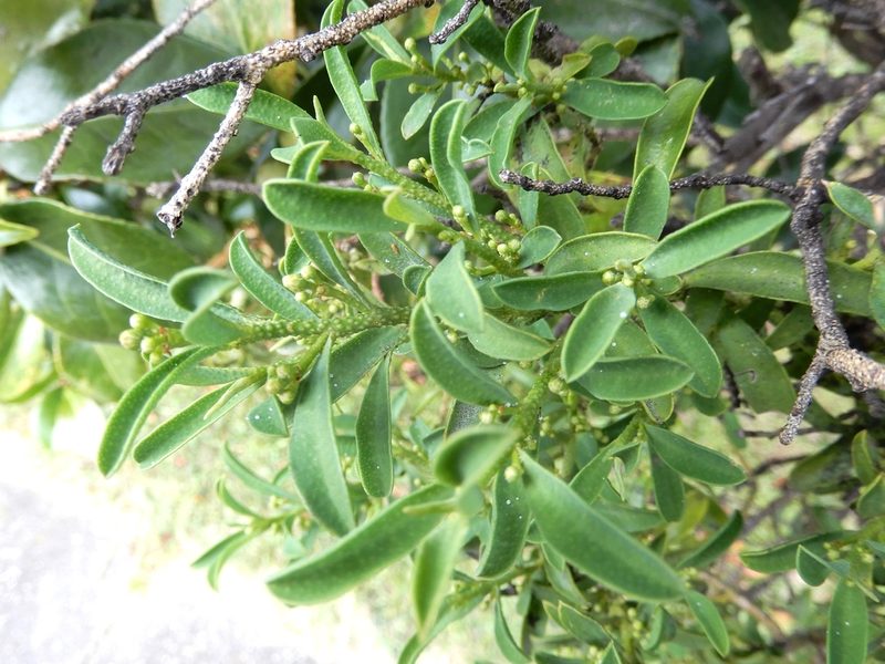 Philotheca myoporoides, photographed by Grey Smith
