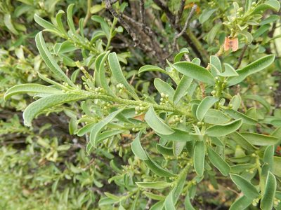 Philotheca myoporoides, photographed by Grey Smith