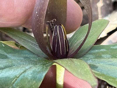 Trillium cuneatum, photographed by Brian Finzel