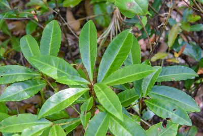 Ardisia crenata, photographed by Jay Pruett
