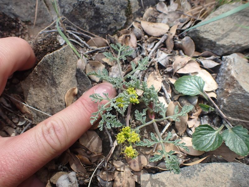 Lomatium observatorium, photographed by Scott Yarger