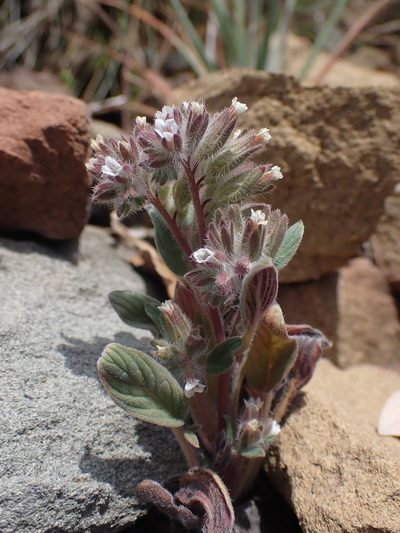 Phacelia phacelioides, photographed by Scott Yarger