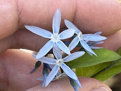 Amsonia tabernaemontana, photographed by Brian Finzel