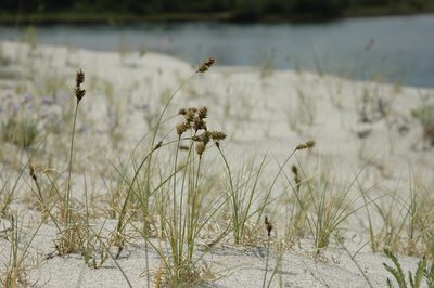 Carex sabulosa, photographed by Syd Cannings
