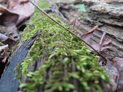 Callicladium haldaneanum, photographed by Mila C.