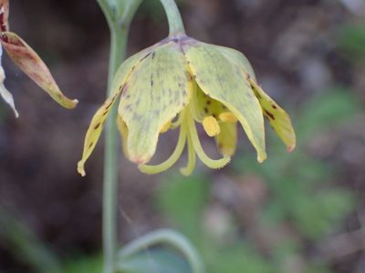 Fritillaria ojaiensis, photographed by George Williams