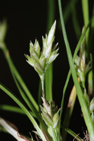 Carex austrodeflexa, photographed by Scott Ward