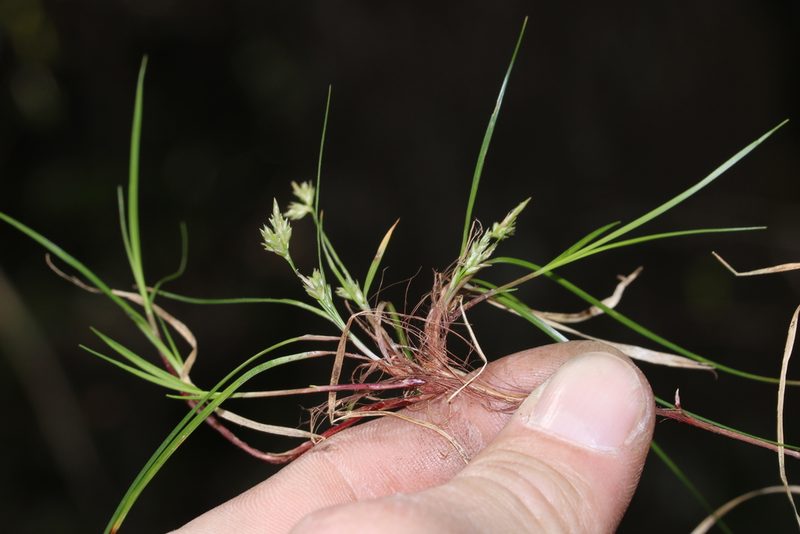 Carex austrodeflexa, photographed by Scott Ward