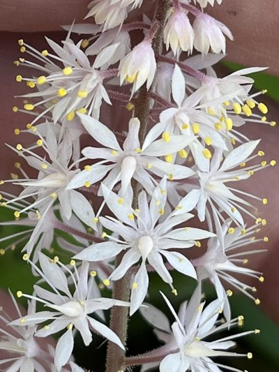 Tiarella wherryi, photographed by Brian Finzel