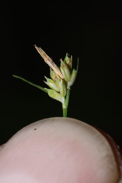 Carex austrodeflexa, photographed by Scott Ward
