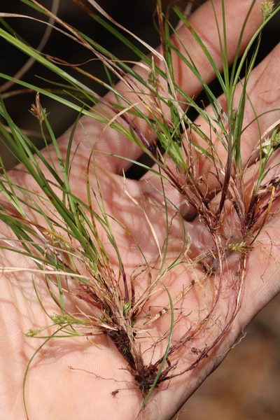 Carex austrodeflexa, photographed by Scott Ward