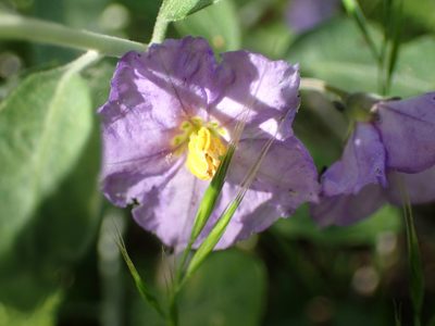 Solanum umbelliferum, photographed by George Williams