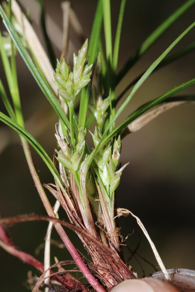 Carex austrodeflexa, photographed by Scott Ward